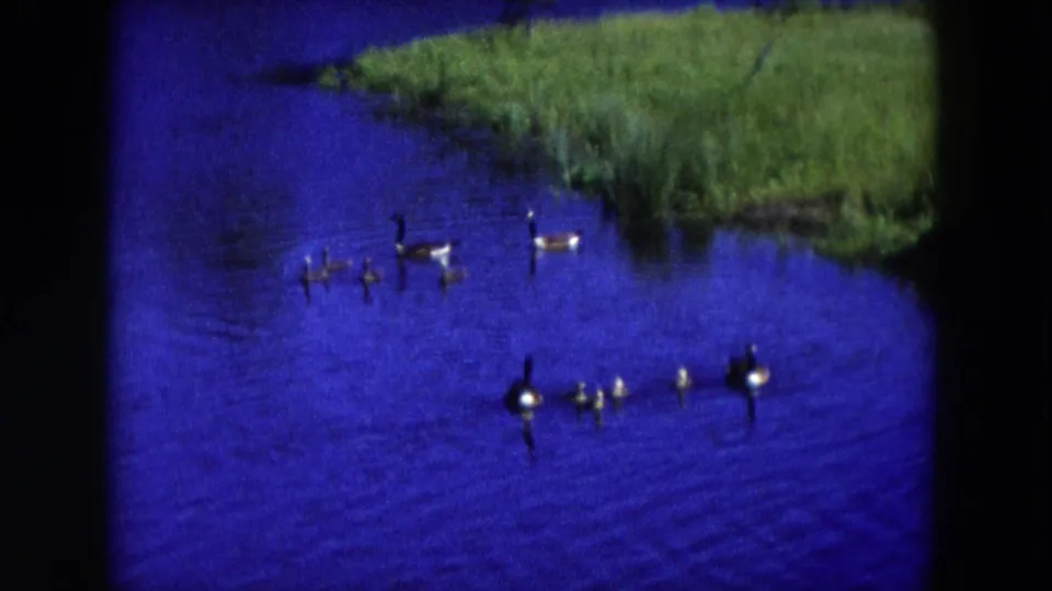 Hicksville 1954 home-movie frame showing geese and goslings scattered across a bright blue pond below a green reed bank.