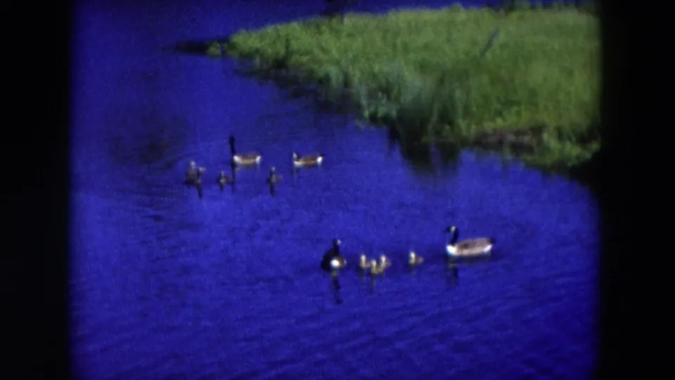 1954 Hicksville 8mm frame with adult geese and small goslings crossing blue pond water near a green shoreline.
