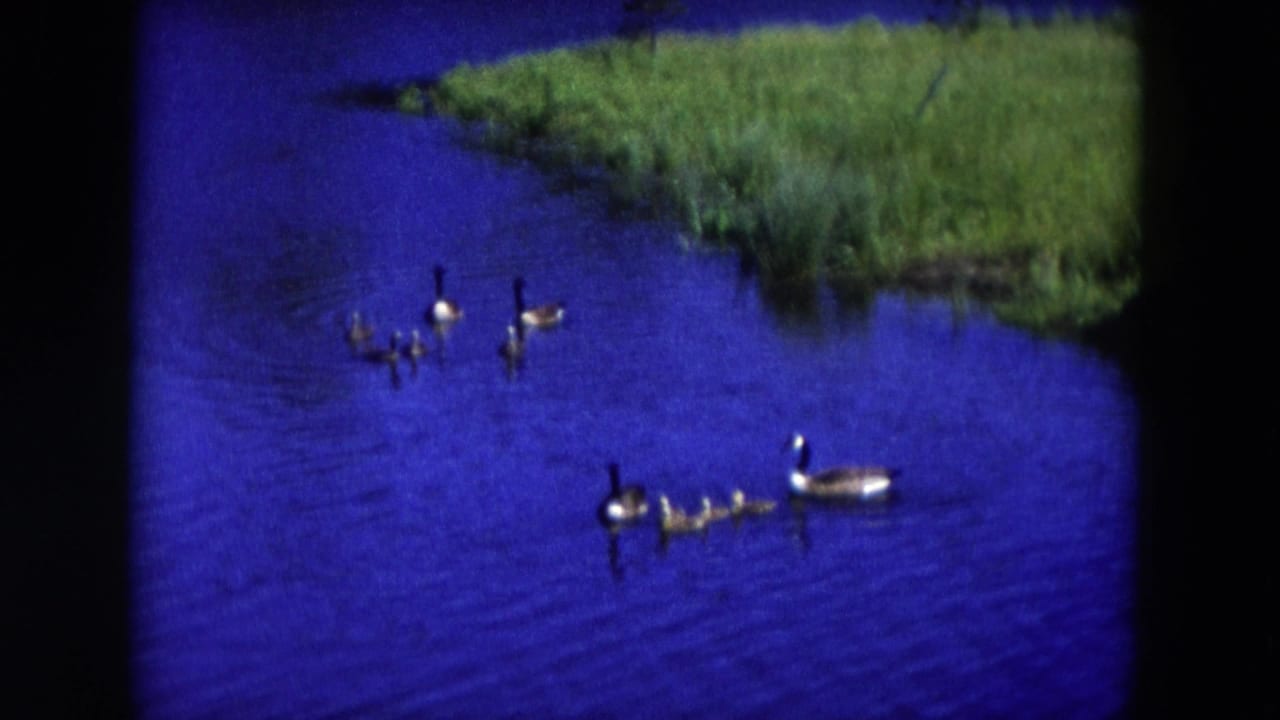1954 Hicksville, New York 8mm frame showing two groups of Canada geese with goslings on a vivid blue pond near grass.