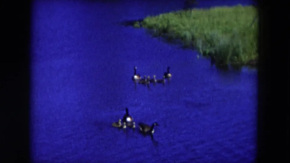 1954 Hicksville, New York frame with Canada geese and goslings spaced across a blue pond, with shoreline grass at the upper right.