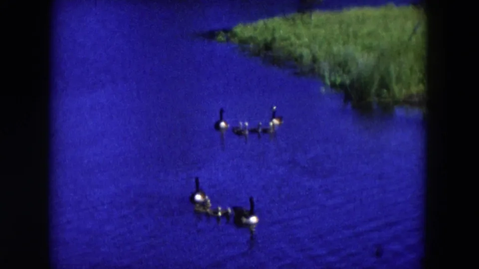 1954 Hicksville, New York 8mm frame showing geese and goslings on saturated blue water beneath a green bank.