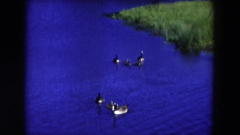 1954 Hicksville, New York frame showing a small family of Canada geese on a blue pond, with grass along the upper edge.