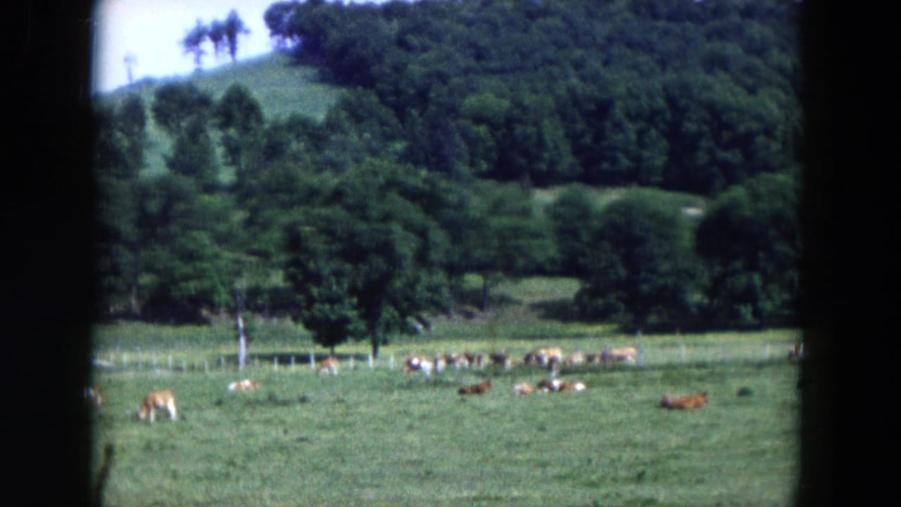 Cows graze and rest in a green field below a wooded hillside.