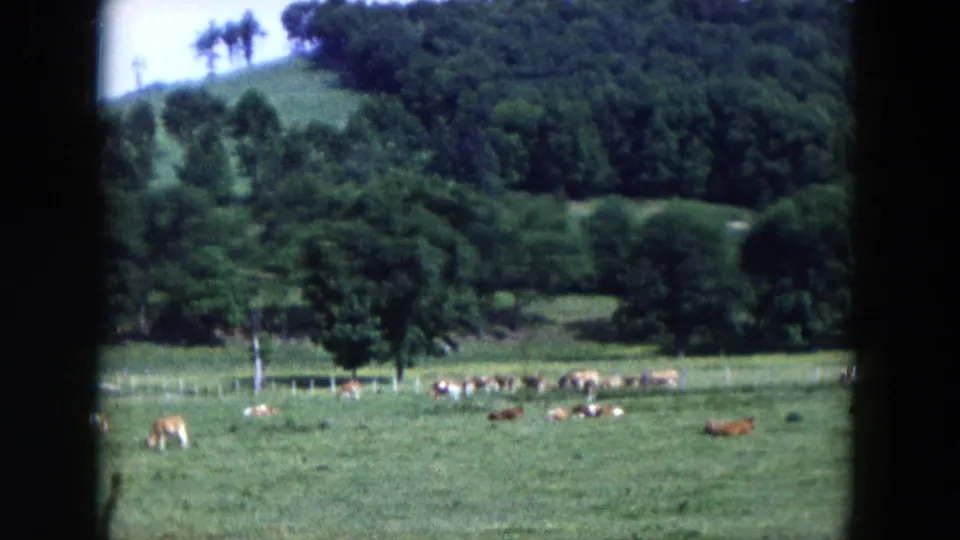 1954 Hicksville home-movie frame showing cows scattered across a green pasture with a fence and dense trees behind them.