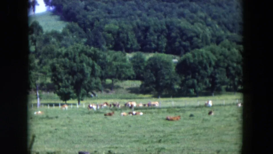 1954 Hicksville frame with grazing cattle across a sunlit field, bordered by a pale fence and mature wooded area.