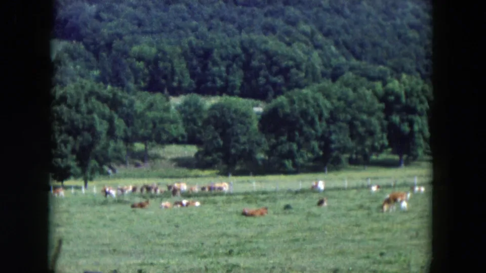 1954 Hicksville pasture view with cattle in the lower field, a fence line, and large trees rising behind the meadow.