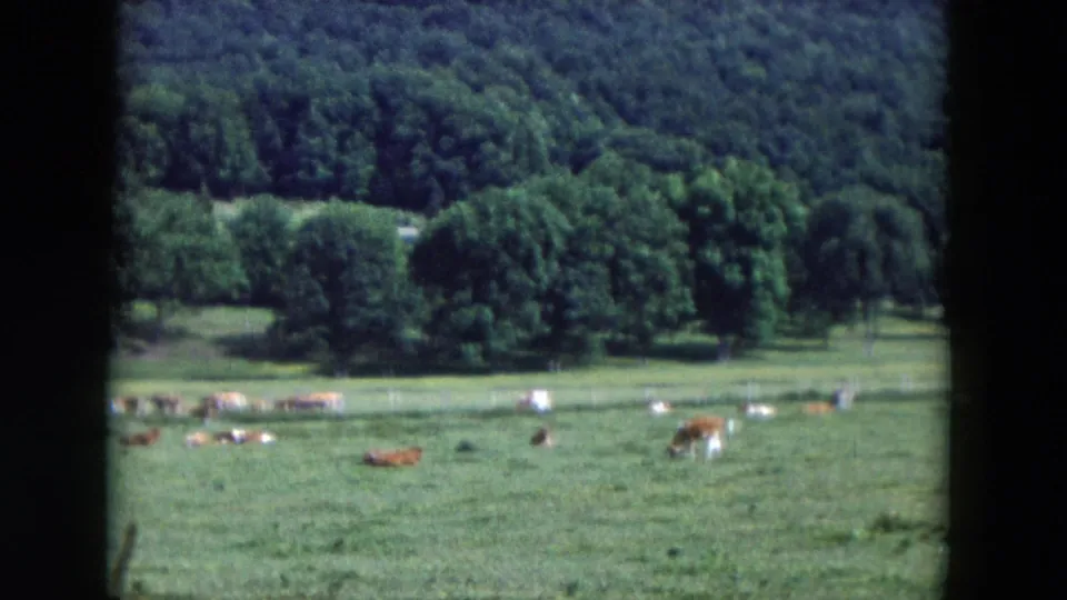 1954 Hicksville home-movie frame showing cows dispersed across a grassy meadow with fence posts and dense trees behind.