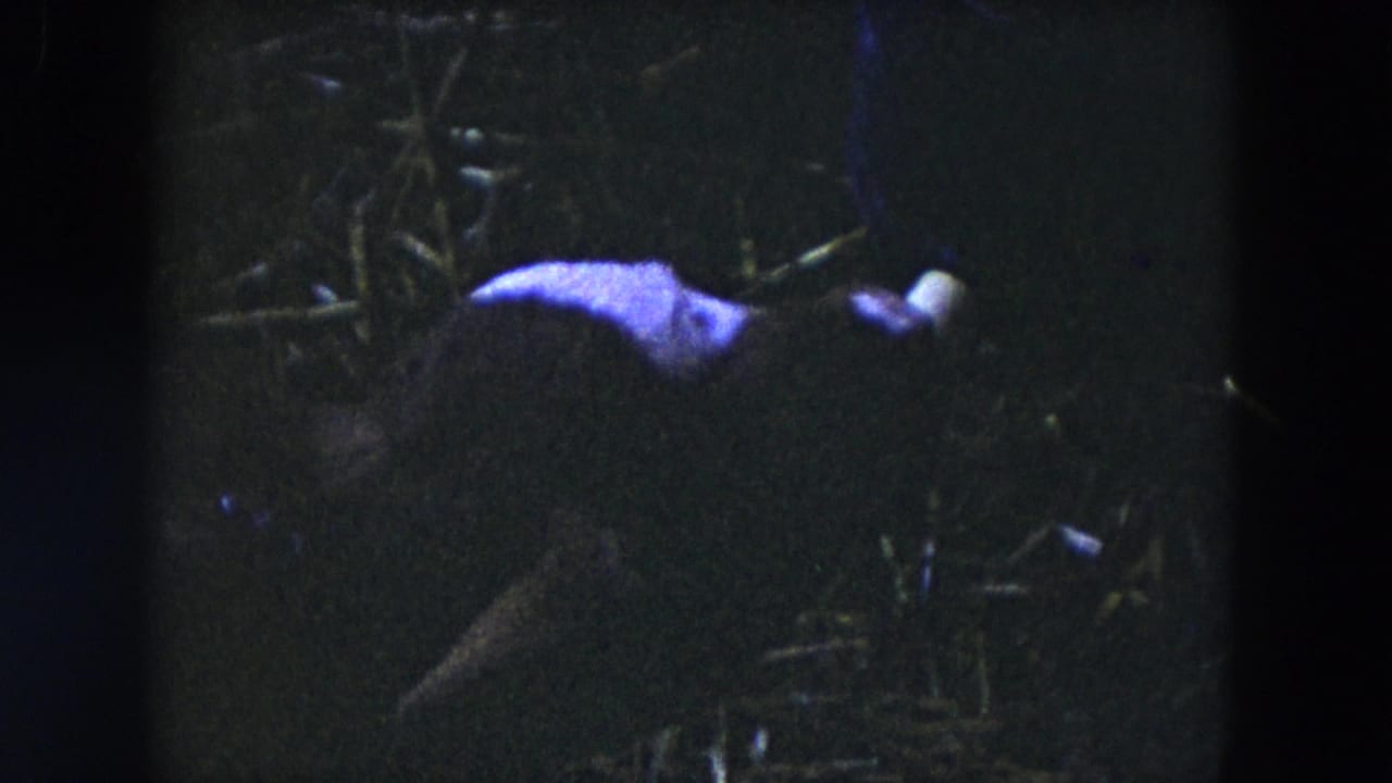 1954 Hicksville 8mm frame showing a young calf feeding in a dark outdoor area with straw or hay nearby.
