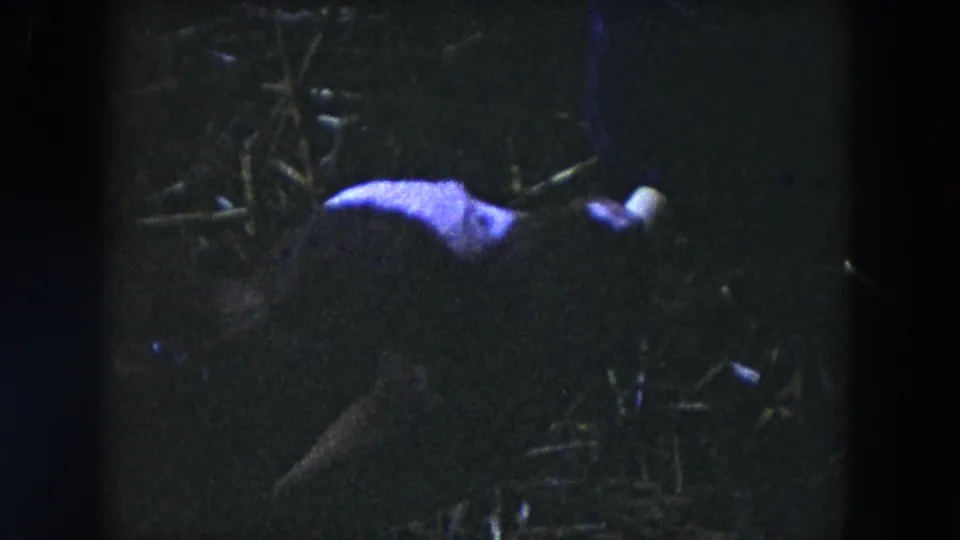 1954 Hicksville 8mm frame showing a young calf feeding in a dark outdoor area with straw or hay nearby.