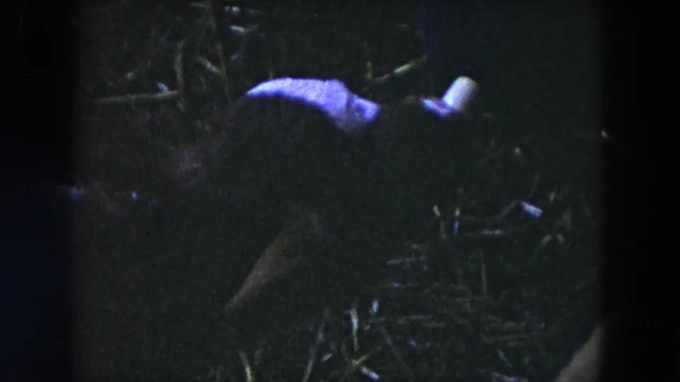 Young calf at a feeder in Hicksville, New York, partly illuminated in grainy 1954 home-movie footage.