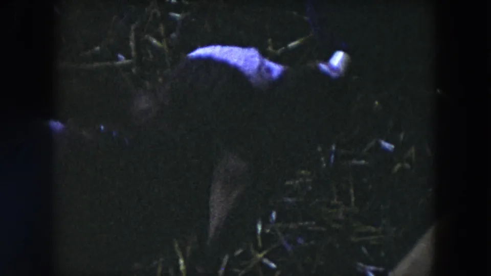 Low-light 1954 Hicksville home-movie frame of a young calf feeding beside scattered straw or hay.