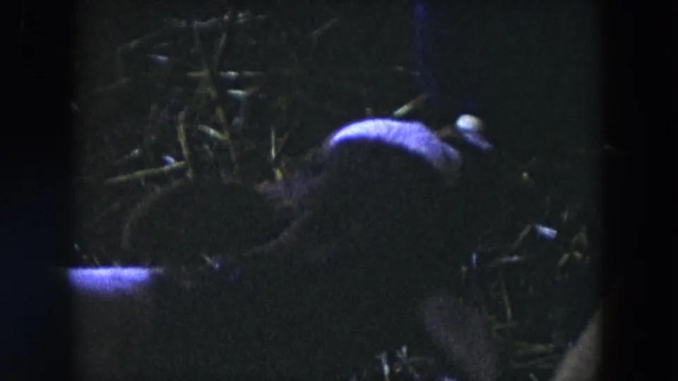 Grainy 1954 8mm frame from Hicksville showing the calf bent low toward the feeder in dusk light.