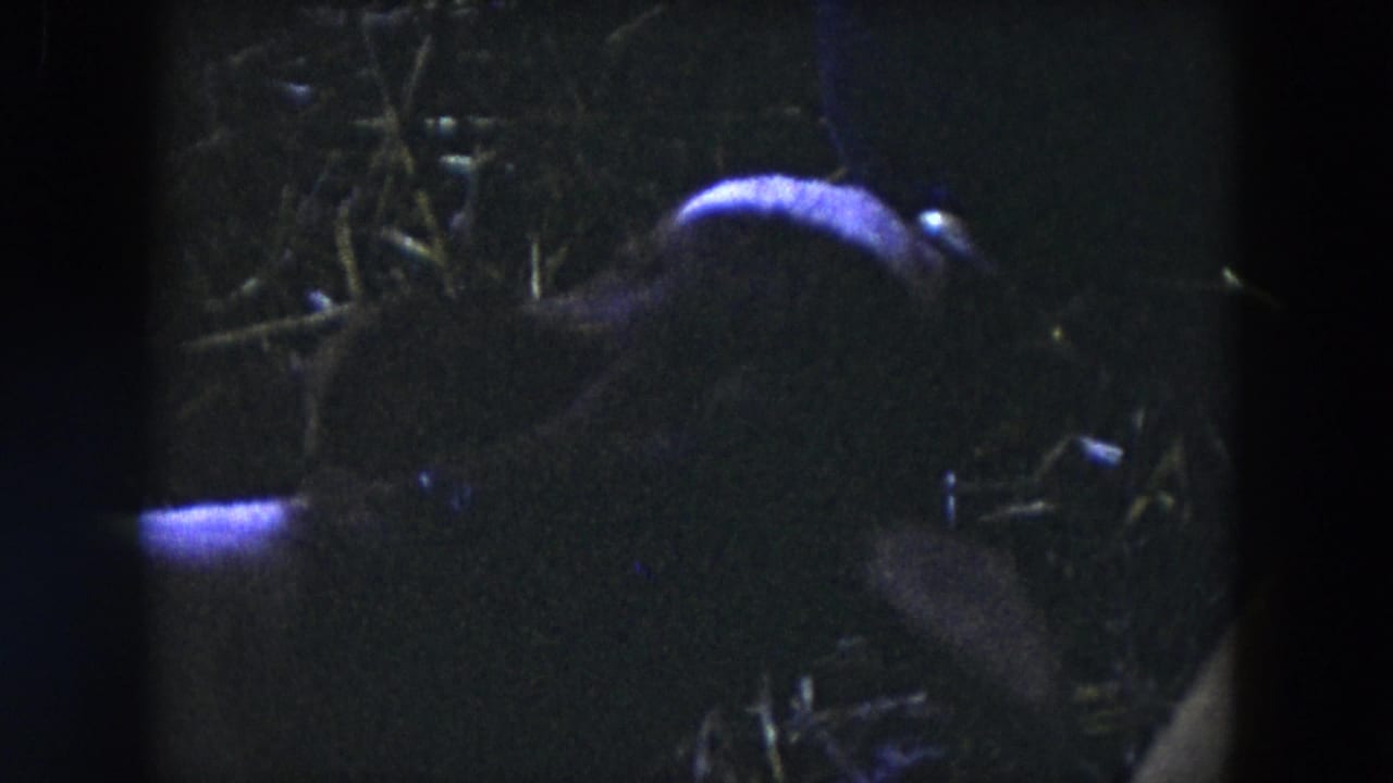 Shadowed 1954 Hicksville farm footage shows a young calf feeding in a dark area before the pasture view opens up.