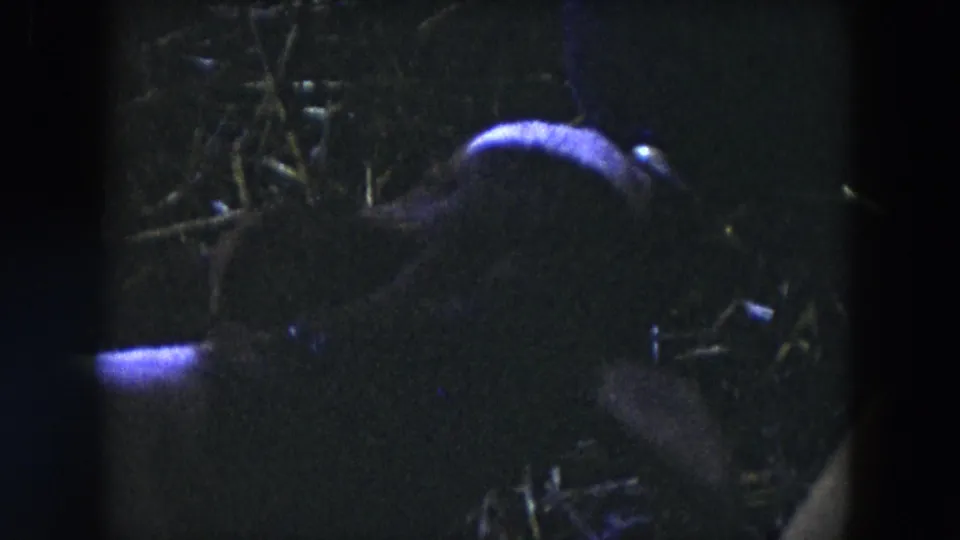Shadowed 1954 Hicksville farm footage shows a young calf feeding in a dark area before the pasture view opens up.