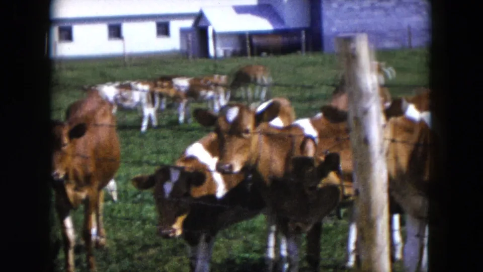 Brown and white calves stand behind wire fencing in a sunlit Hicksville pasture with a white barn in the background.