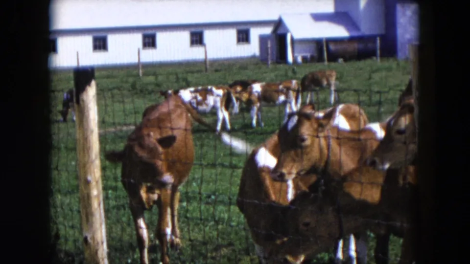 In the 1954 Hicksville pasture, several calves cluster near a wire fence while the white barn remains visible behind them.