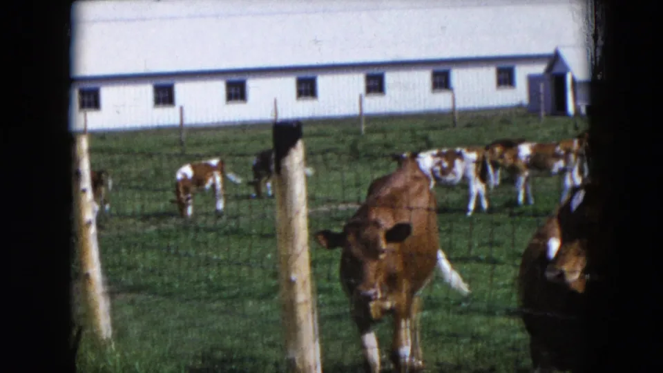 A wider 1954 Hicksville view shows calves grazing and standing in a green pasture beside fence posts and a long white barn.