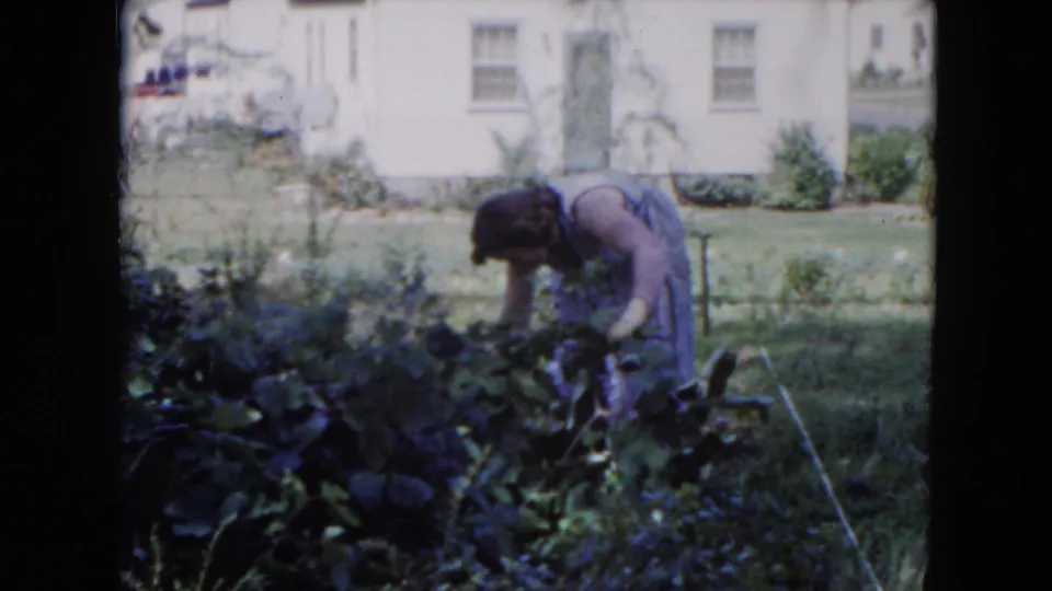 In a Hicksville backyard, an adult woman bends over dense garden plants with a white house and lawn in the background.