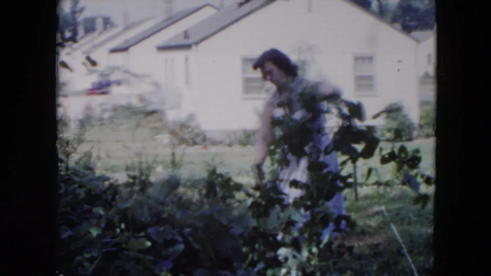 The woman rises slightly while handling garden foliage in the 1954 Hicksville backyard, with a white house and lawn behind her.