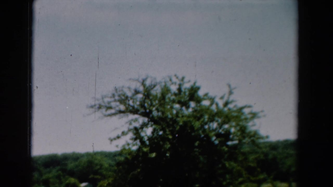 1954 California 8mm frame showing leafy treetops and a wooded horizon seen through dark window trim.