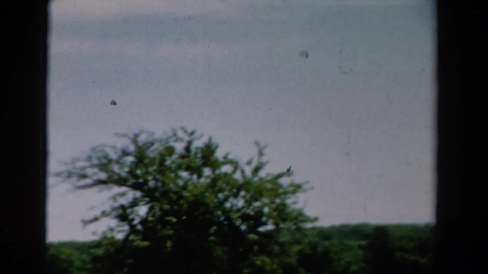 1954 California home-movie view of a tree and forested horizon divided by dark window framing.