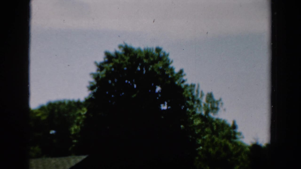1954 California 8mm frame with a large tree and pale sky, partially obscured by dark window-frame bars and film edge shadow.