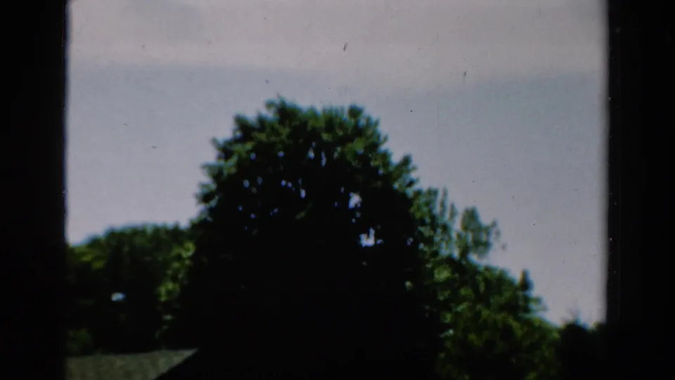 1954 California 8mm frame with a large tree and pale sky, partially obscured by dark window-frame bars and film edge shadow.