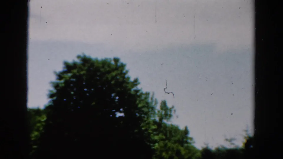 1954 California 8mm frame showing a leafy tree, pale sky, and dark window-frame bars with dust and scratch marks on the film.