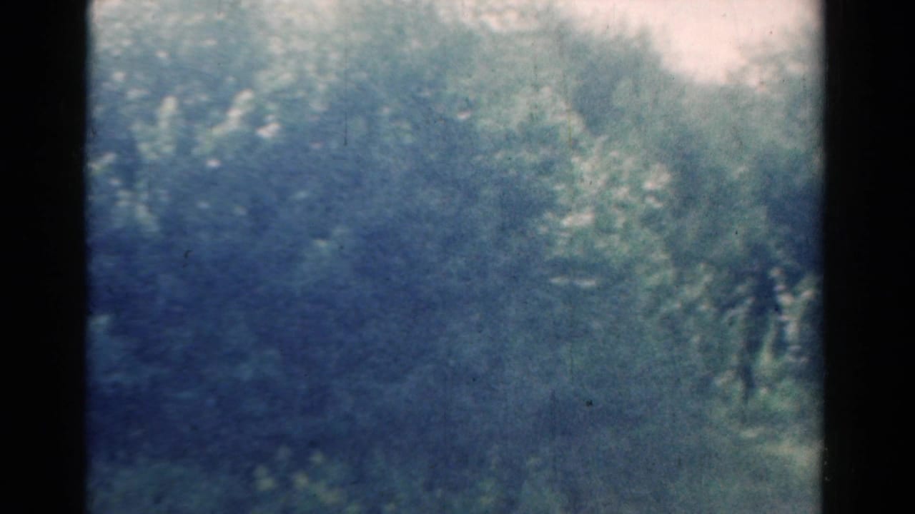 1954 California 8mm frame showing dense trees and brush around a grassy clearing, with no person yet visible.