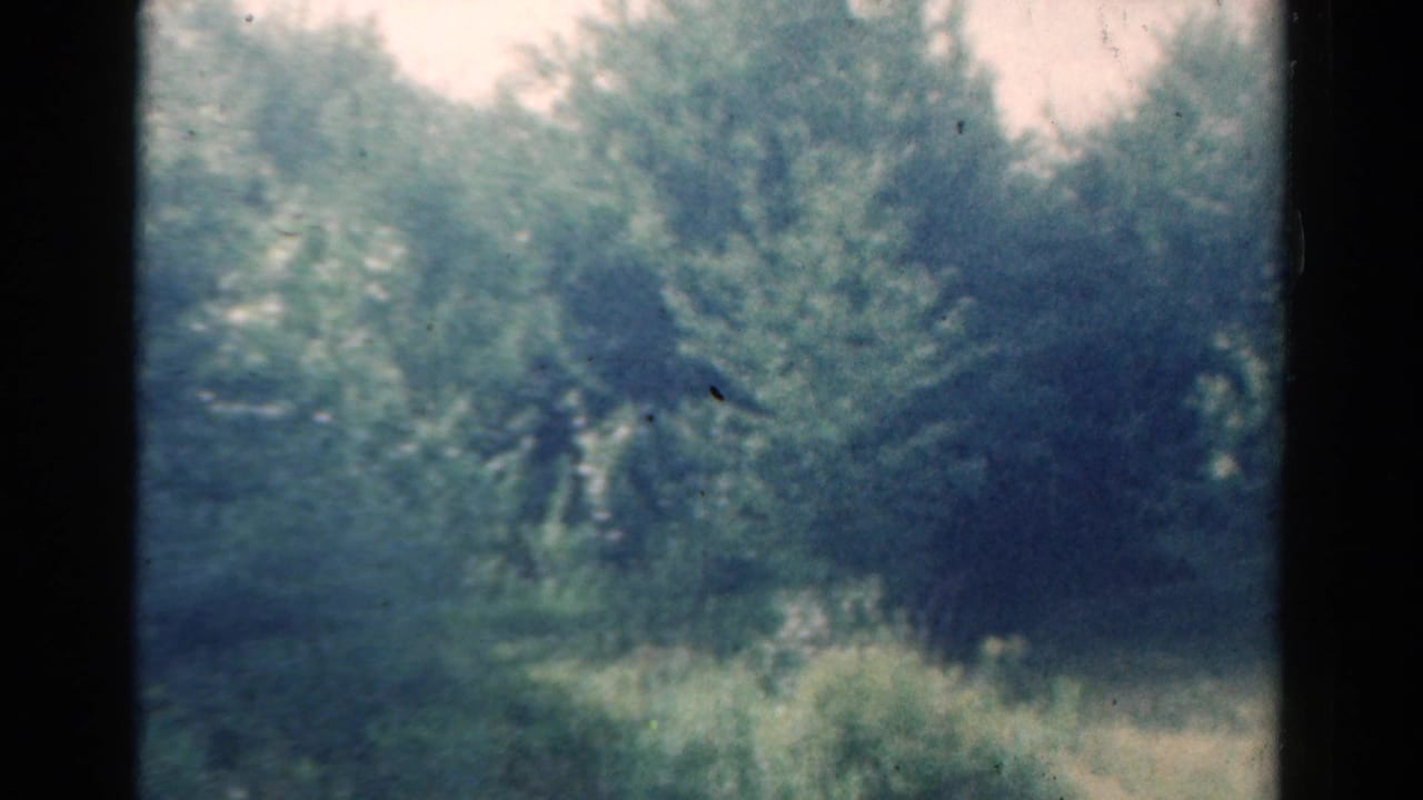Wooded clearing with dense trees, brush, and soft daylight.