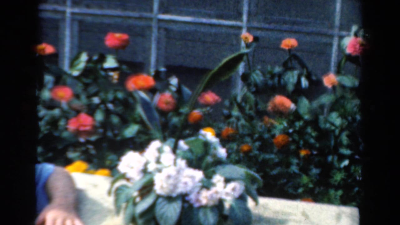 Garden bed with red and orange flowers, white blossoms, green foliage, window panes, and a partial arm at left.