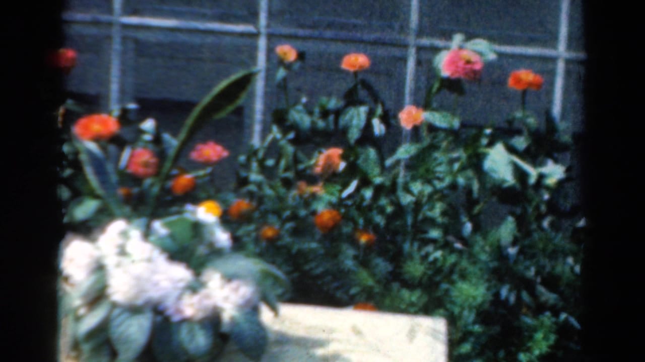 Flower bed with red and orange blooms, white flower clusters, leafy plants, and a gridded window behind them.