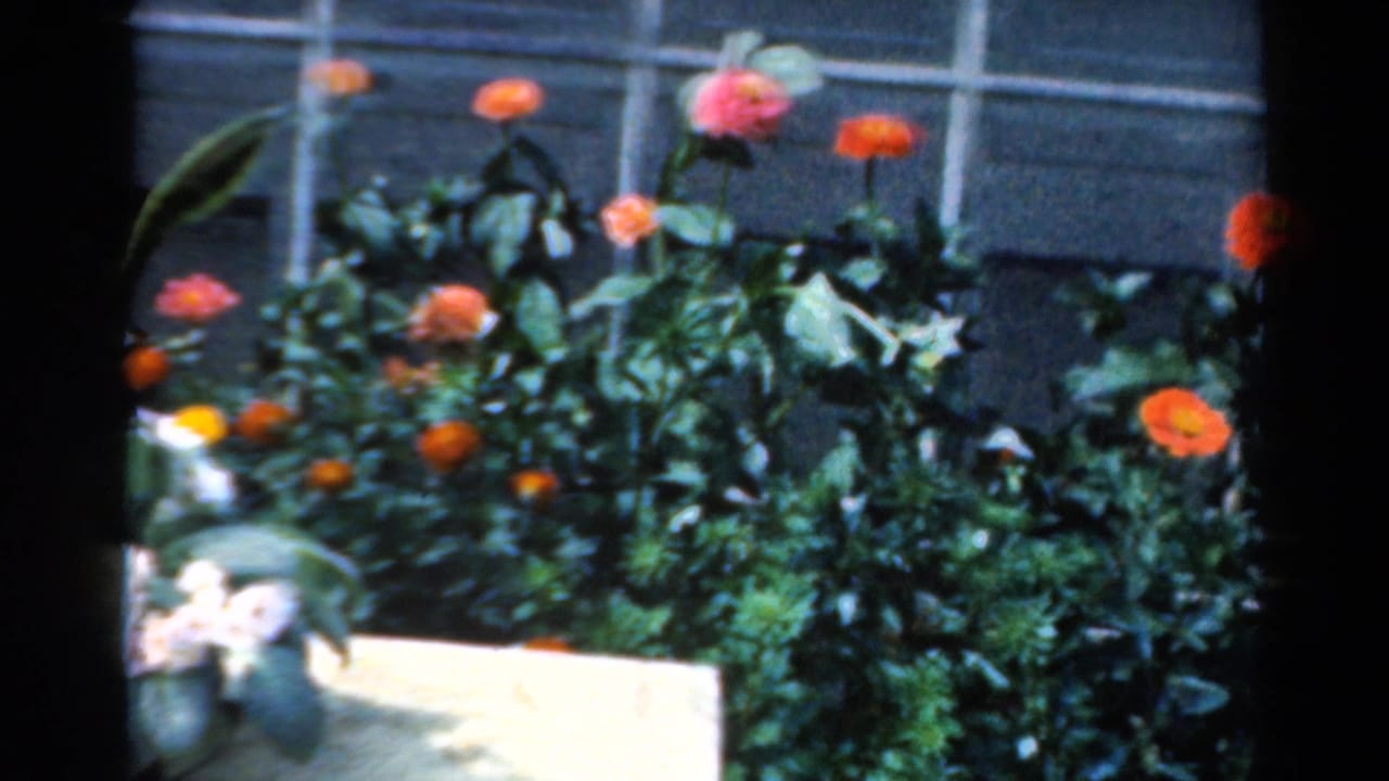 1954 California 8mm frame of a planted flower bed, with red-orange blooms, white blossoms at the edge, foliage, and a window backdrop.