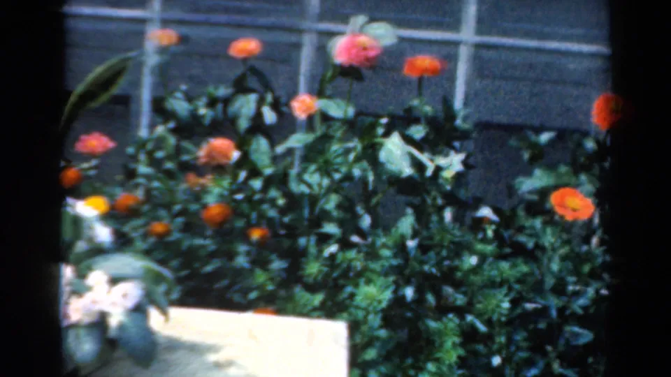 1954 California 8mm frame of a planted flower bed, with red-orange blooms, white blossoms at the edge, foliage, and a window backdrop.