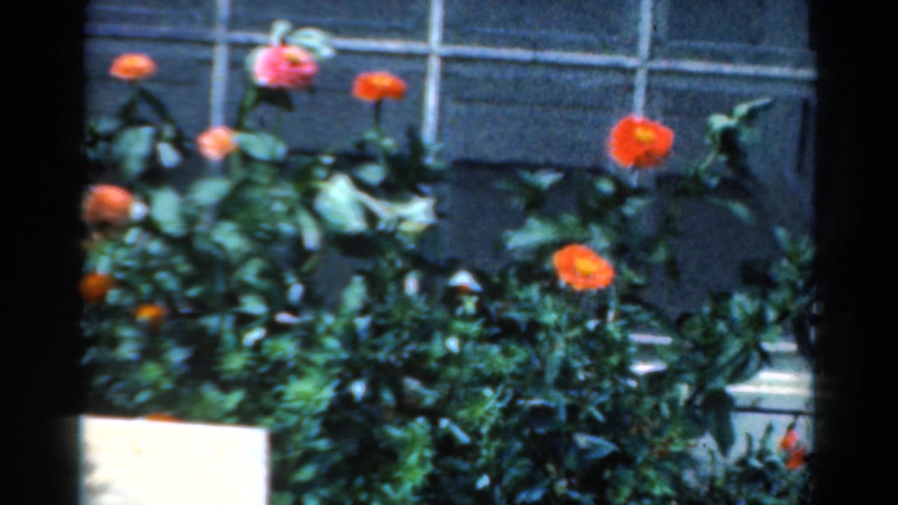 1954 California garden frame with red-orange flowers, leafy stems, lower green growth, a pale planter edge, and gridded window panes behind.