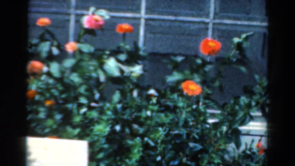1954 California garden frame with red-orange flowers, leafy stems, lower green growth, a pale planter edge, and gridded window panes behind.