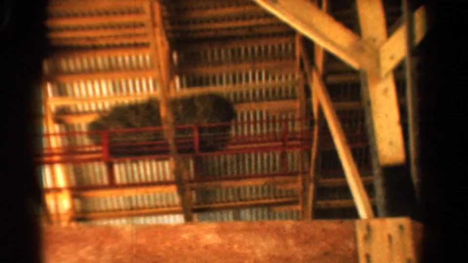 1954 California barn interior showing hay on an upper loft, red railings, angled timber braces, and corrugated wall panels.