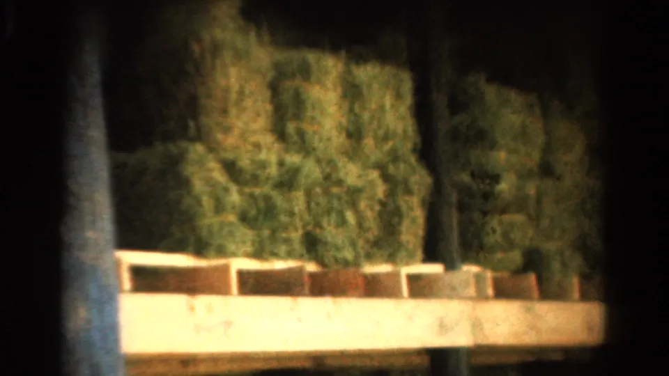 1954 California farm frame with square hay bales stacked in a shadowed barn bay beside a vertical post and pale ledge.