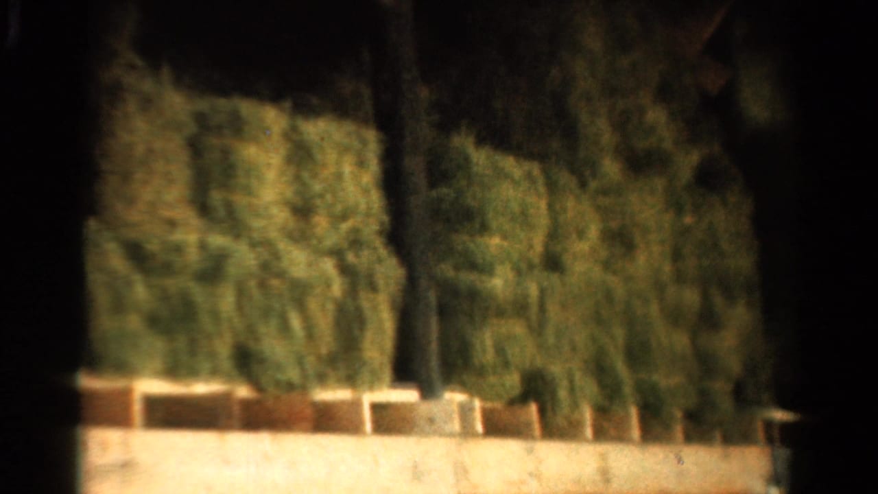 1954 California 8mm frame showing manicured shrubs, a low wall, dark tree trunks, and partial wooden structure details.
