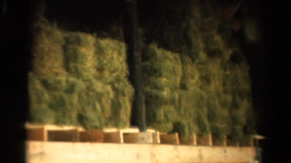 1954 California 8mm frame showing manicured shrubs, a low wall, dark tree trunks, and partial wooden structure details.