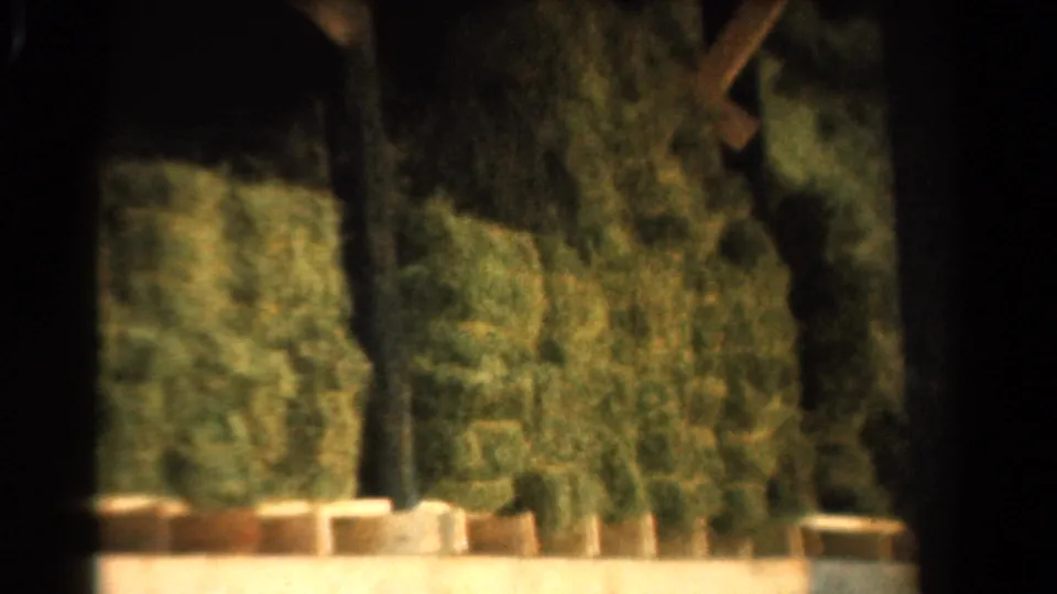 A 1954 California home-movie view of dense shrubs, tree trunks, and a low wall partly obscured by dark framing.
