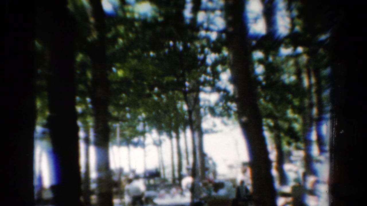 Tall trees frame a sunny picnic area with seated and standing people in the distance.