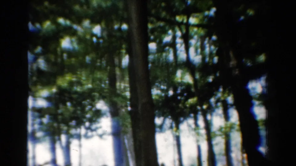 1954 California 8mm frame with vertical tree trunks, leafy canopy, and overexposed light filtering through the woods.