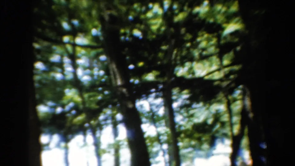1954 California 8mm frame with blurred foliage, dark tree shapes, and bright openings through the wooded background.
