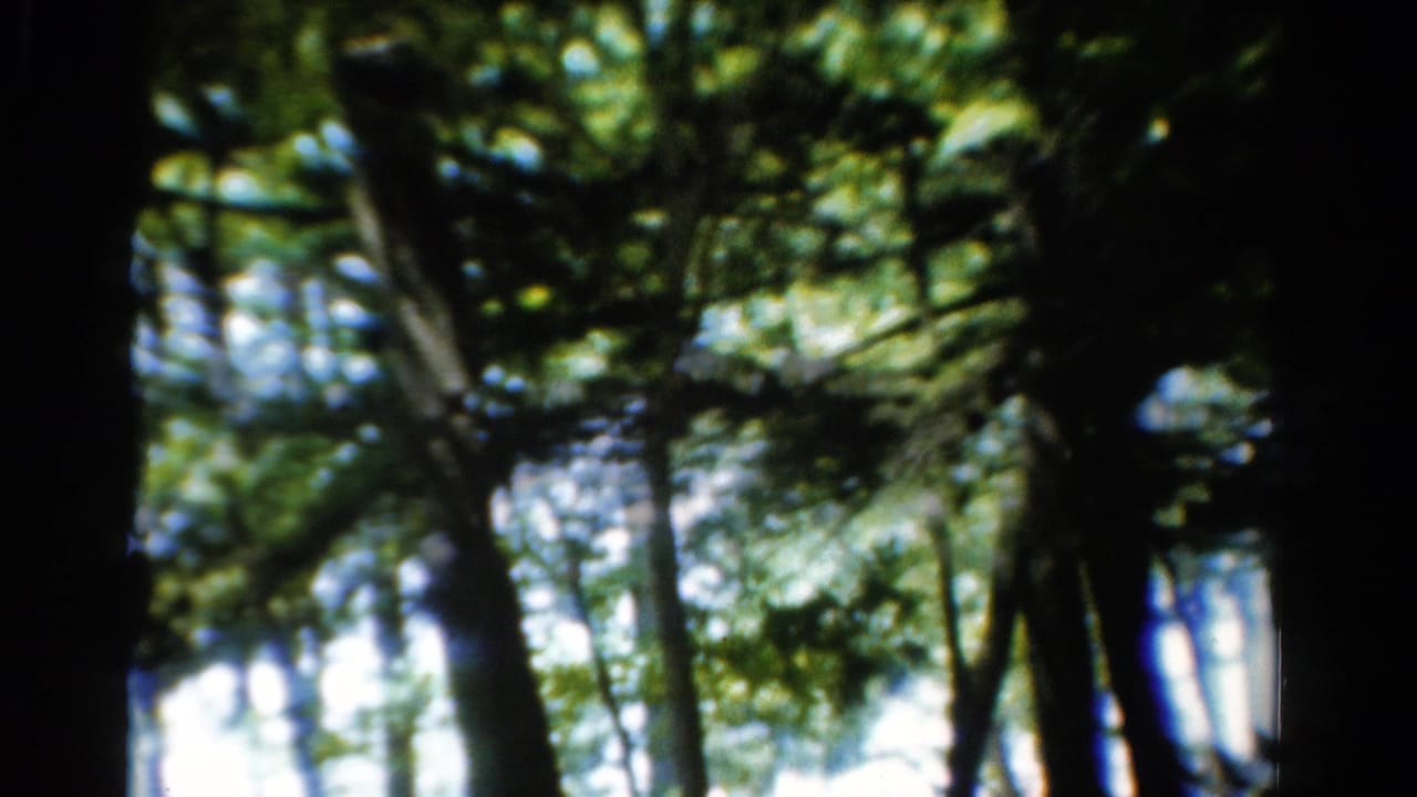 Soft, shaky view upward through dark tree trunks and green forest canopy.