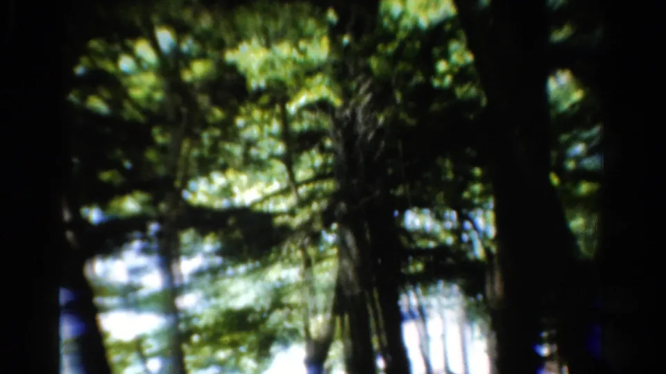 1954 California 8mm frame with a large shadowed trunk centered against soft green leaves and overexposed sky openings.