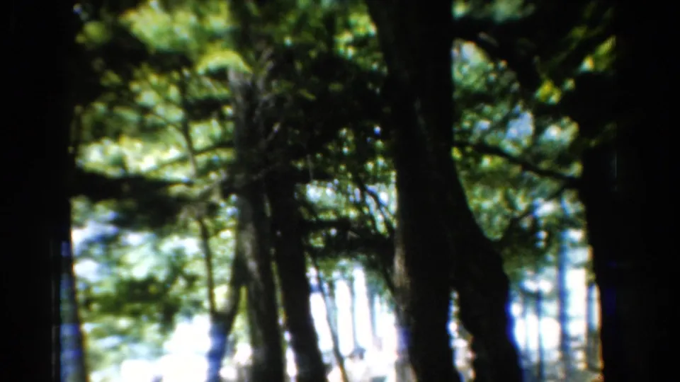 1954 California home-movie frame showing multiple tree trunks, green branches, and strong daylight filtering through the woods.