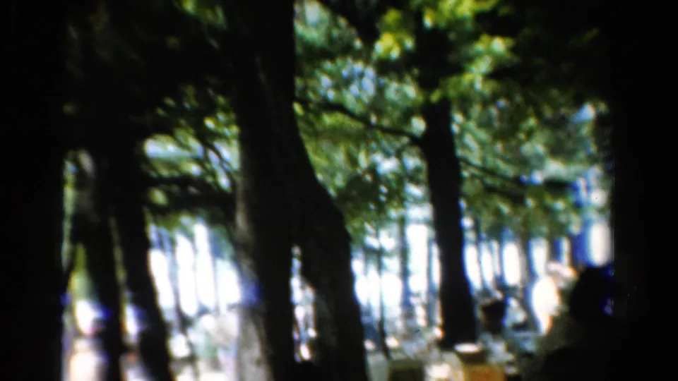 1954 California 8mm frame showing tall forest trunks, bright sky, green canopy, and a faint human silhouette near the lower right edge.