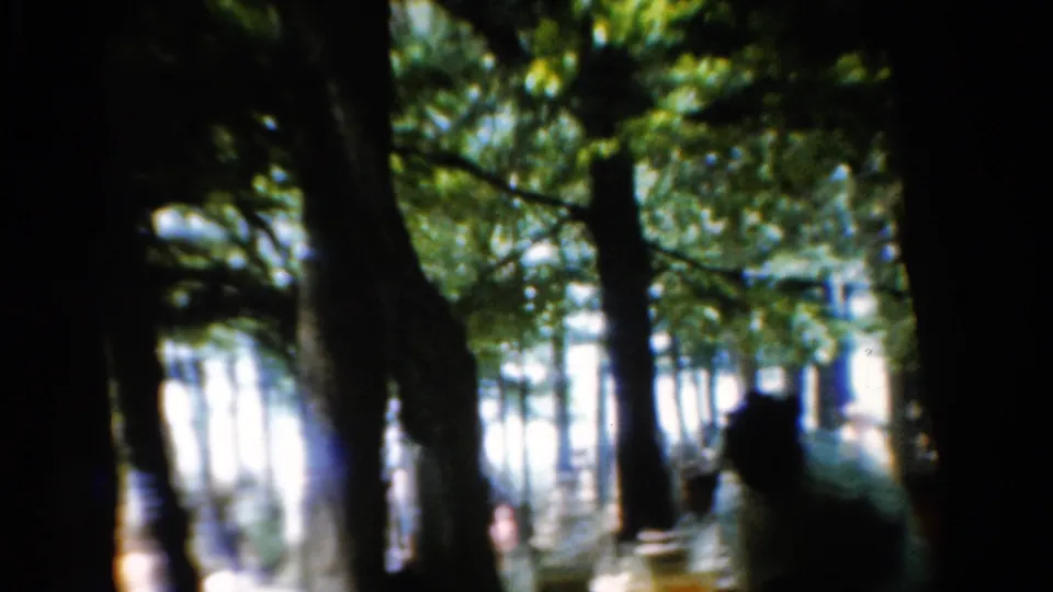 1954 California 8mm frame showing silhouetted people beneath tall trees in a wooded picnic setting.