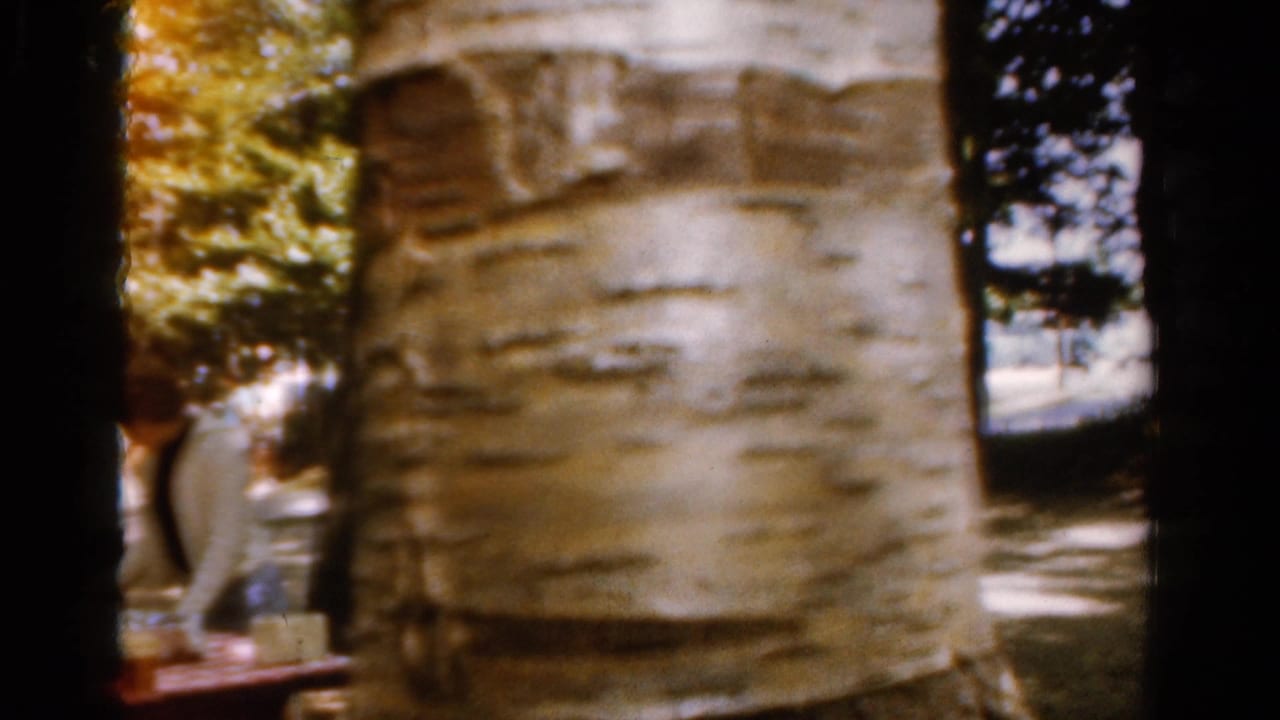 1954 California 8mm frame showing pale tree trunks, dark shade, and dappled light in a wooded outdoor setting.